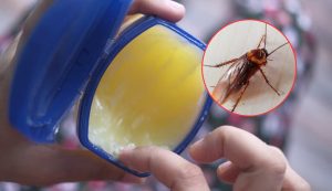 vasellina per eliminare gli scarafaggi